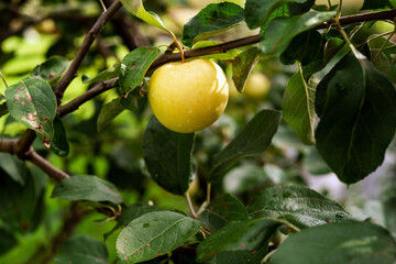 An apple on a tree in the garden