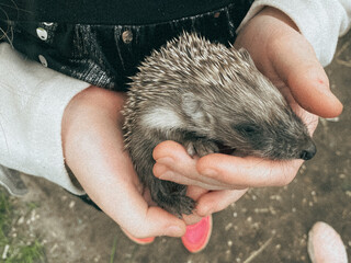 hedgehog in hand