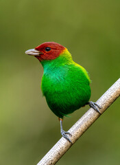 Bay Headed Tanager in all bright detailed plumage perched on a bamboo branch with good lighting in the tropical forested areas of Trinidad West Indies