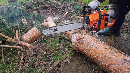 a man saws a tree with a chainsaw. the pine tree was removed from the suburban area. removal of diseased trees.