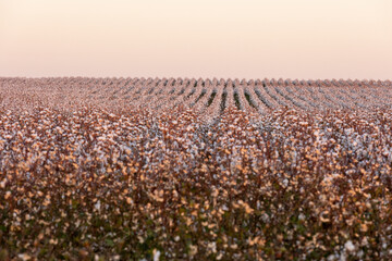 West Texas Cotton Field