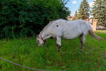 Ponies in the pasture. Background with copy space for text or inscriptions.