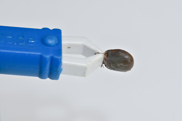  big tick in a blue tick extractor, Ixodes ricinus. . Encephalitis, Lyme disease 