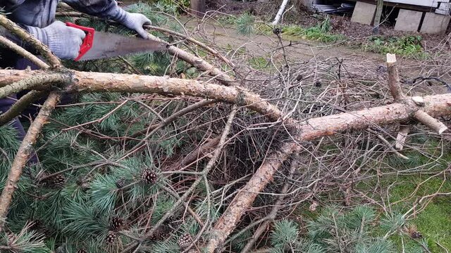 a man saws a tree with a chainsaw. the pine tree was removed from the suburban area. removal of diseased trees. bark beetle kills the forest