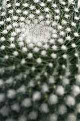 Dark green cactus with sharp thorns.Macro photography with low key smodern style toned background image.