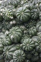 Dark green cactus with sharp thorns.Macro photography with low key smodern style toned background image.