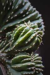 Naklejka na ściany i meble Dark green cactus with sharp thorns.Macro photography with low key smodern style toned background image.