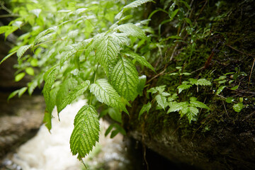 close-up, green leaves macro, landscape in a summer forest, soil and mountain river, blurred background