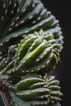 Dark green cactus with sharp thorns.Macro photography with low key smodern style toned background image.