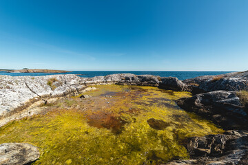 Fototapeta na wymiar Seaweed on rocks by the sea