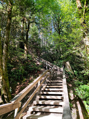 Fototapeta premium Stairway through the Natural Pine Forest | View From Below