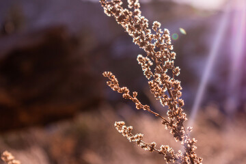 Naklejka premium close up of willow