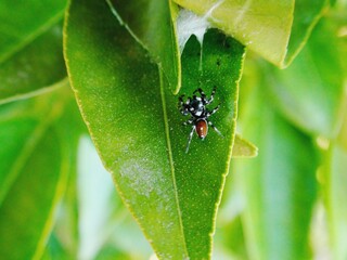 Naklejka premium aracnídeo aranha araneae