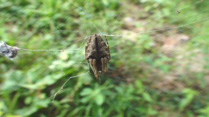 aracnídeo aranha araneae