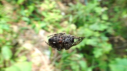 aracnídeo aranha araneae
