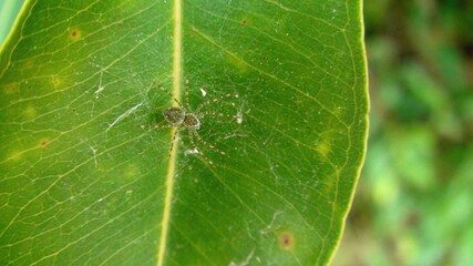 aracnídeo aranha araneae