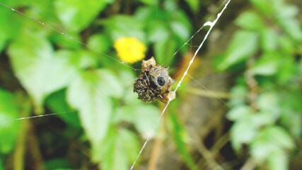 aracnídeo aranha araneae
