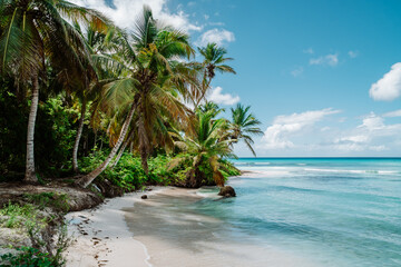 Fototapeta na wymiar Amazing empty Caribbean beach at Saona Island, Dominican Republic