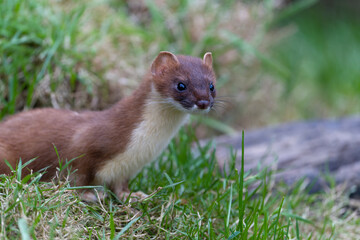 Stoat, Mustela erminea,