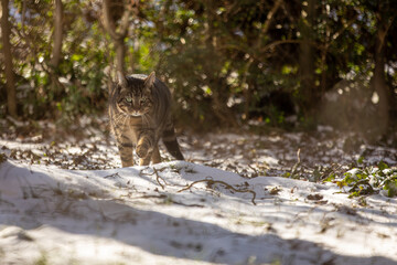 Kater im Schnee