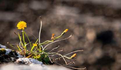Yellow plants in macrophotography