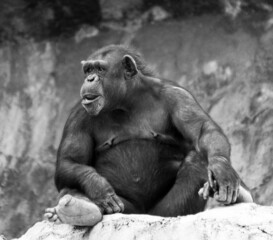 View of a beautiful gorilla in its habitat in grayscale