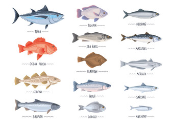 Commercial fishes set. Fresh raw edible cartoon fish collection. Tuna, salmon, trout, seabass, mackerel, herring, codfich, anchovy, merluza, flound vector object, icon, simbol for package, label, menu - obrazy, fototapety, plakaty