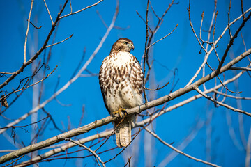 red tailed hawk