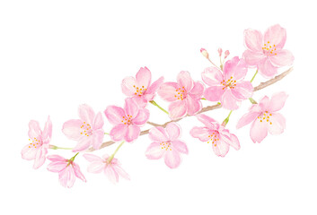 Naklejka na ściany i meble 桜の枝　水彩イラスト　手描きアナログ 