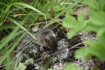 Little field mouse on the way