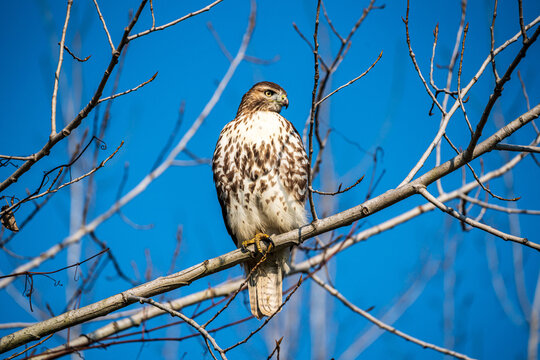 Red Tailed Hawk