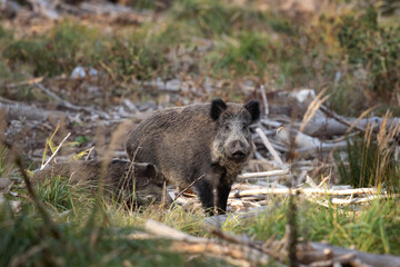 Wild boar in the forest. European boar searching for food. Wildlife in autumn time. 