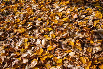 yellow leaves in the sun as a background
