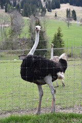Homemade ostriches on the farm