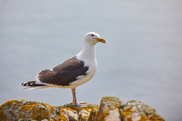 seagull looking at the ocean from a rock. Saltee Island. Ireland