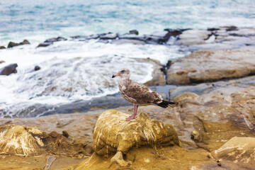 seals lying on the rocks near the pacific ocean