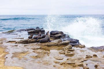 seals lying on the rocks near the pacific ocean © ola_photo_art