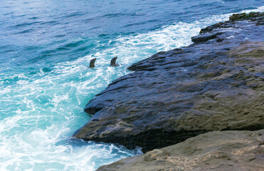 seals lying on the rocks near the pacific ocean