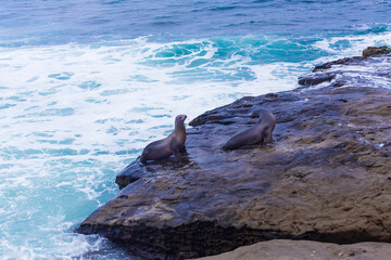 seals lying on the rocks near the pacific ocean