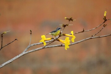 ave bem te vi pitangus sulphuratus animalia fauna familia Tyrannidae 