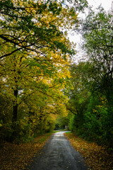 Straße in Herbstlicht