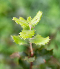 Rebento jovem de sobreiro
