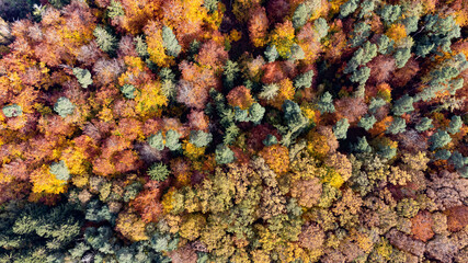 Herbstwald
