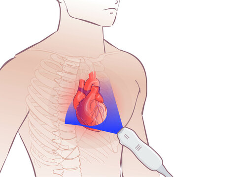 Heart Ultrasoiund Illustration. Echocardiography Concept