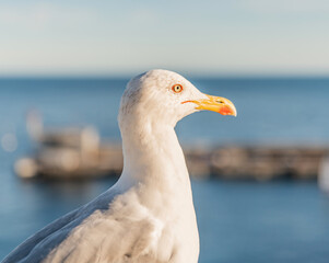 Goéland en gros plan