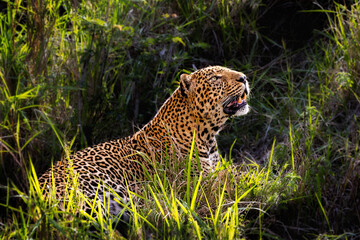 Fototapeta na wymiar Beautiful Male Leopard in Morning Light