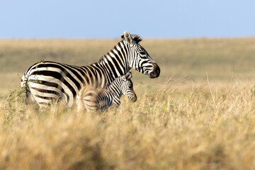 Mother and Baby Zebra Walking Through Kenya Grasslands