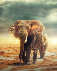 Amboseli - Pays des éléphants