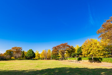 郊外の住宅地　秋晴れの公園