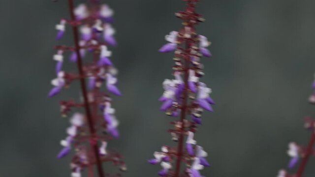 close up video of inflorescence lamia flower with purple color, from indonesian new guinea